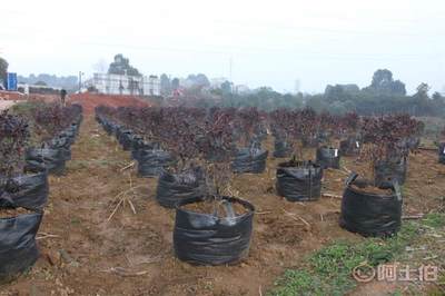 皓康耐老化高强蓝莓花卉果蔬种植袋 创新工艺，助力绿色种植