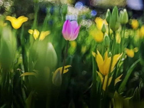 荷兰鲜花加工厂 当工作邂逅繁花之美